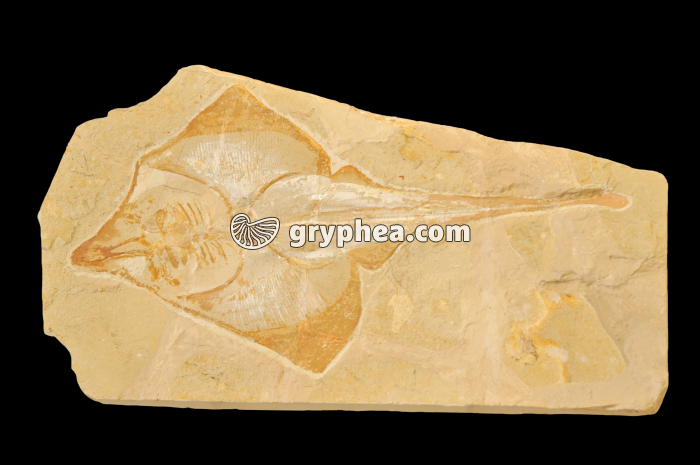 Raie fossile - gryphea.com